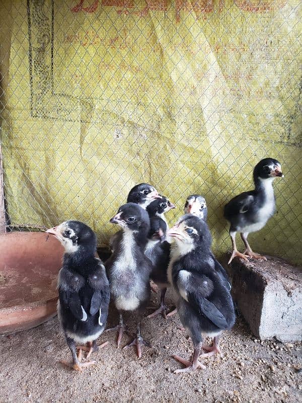 High Quality Pure Thai chicks forsale 2