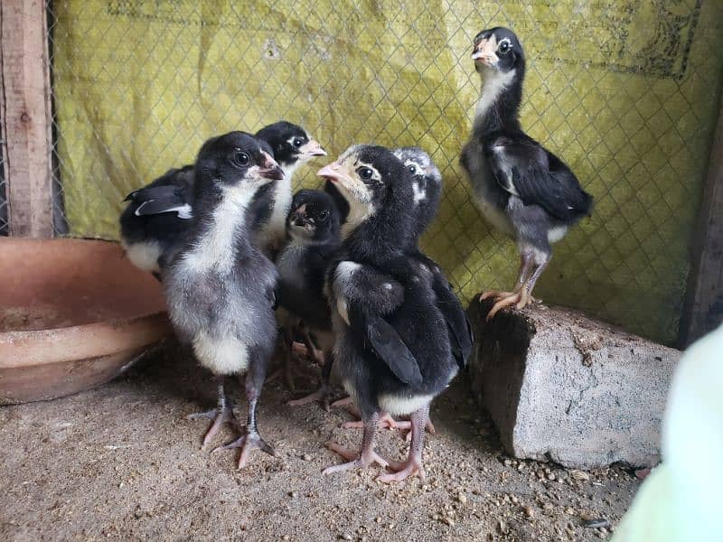 High Quality Pure Thai chicks forsale 3