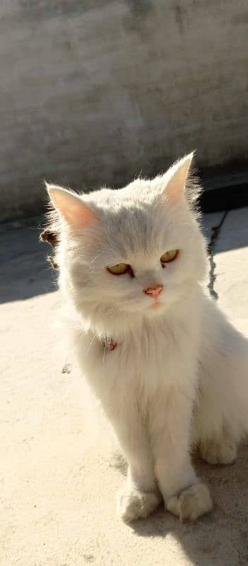 Persian cat  Doll face for sale 0