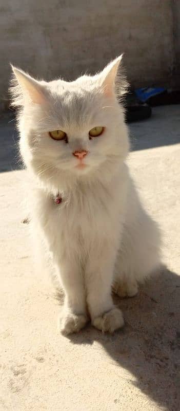 Persian cat  Doll face for sale 1