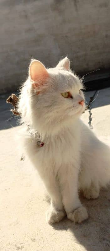 Persian cat  Doll face for sale 4