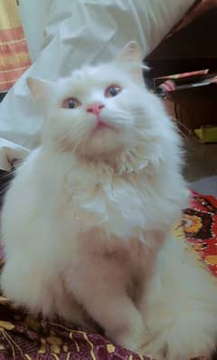 White perishian,double cort,Female cat 8 months