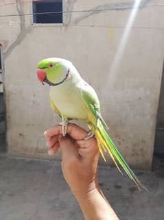 parrot