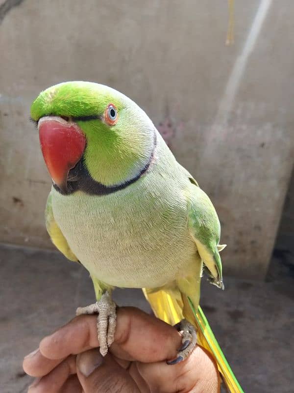 parrot 1