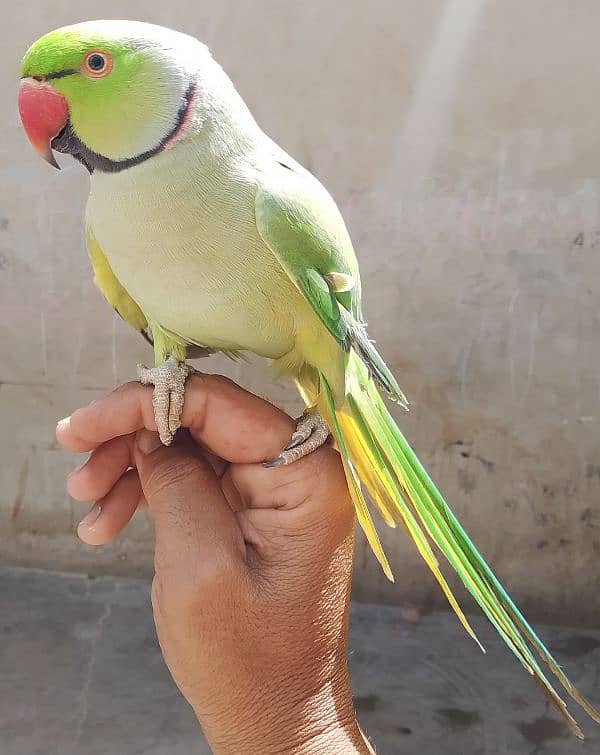 parrot 2