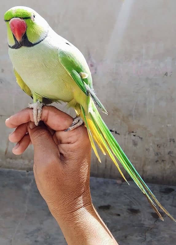 parrot 3