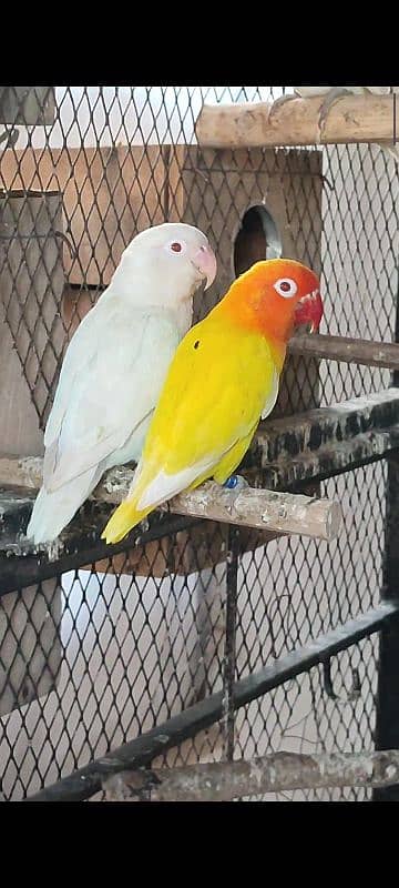 Breeder Pair Lovebird with box 0