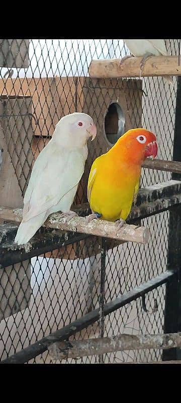 Breeder Pair Lovebird with box 1