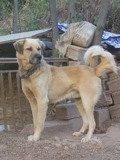 pure kashmiri bakarwal guard dog for sale