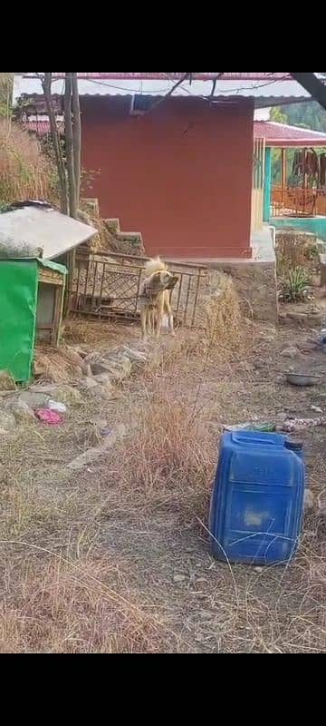 pure kashmiri bakarwal guard dog for sale 1