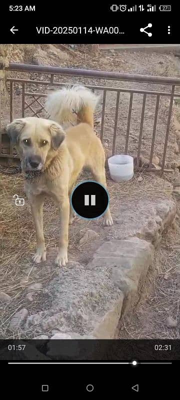 pure kashmiri bakarwal guard dog for sale 2