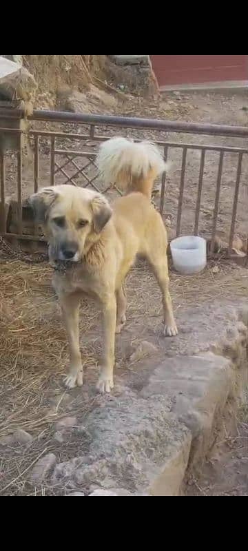 pure kashmiri bakarwal guard dog for sale 3