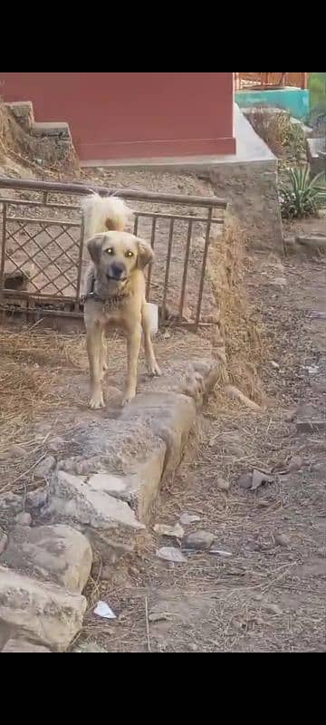 pure kashmiri bakarwal guard dog for sale 4