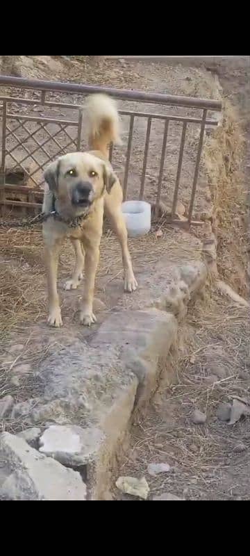 pure kashmiri bakarwal guard dog for sale 6