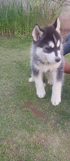 Siberian husky Male and Female