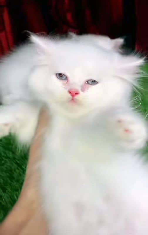 Cat/ Persian/ kittens/ Punch face/ triple coated/' Blue Eyes/ Baby/ 1