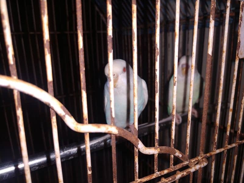 budgies 5