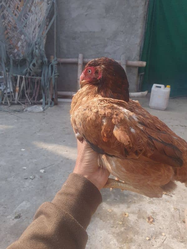 parrot Beak X mianwali aseel Cross 2