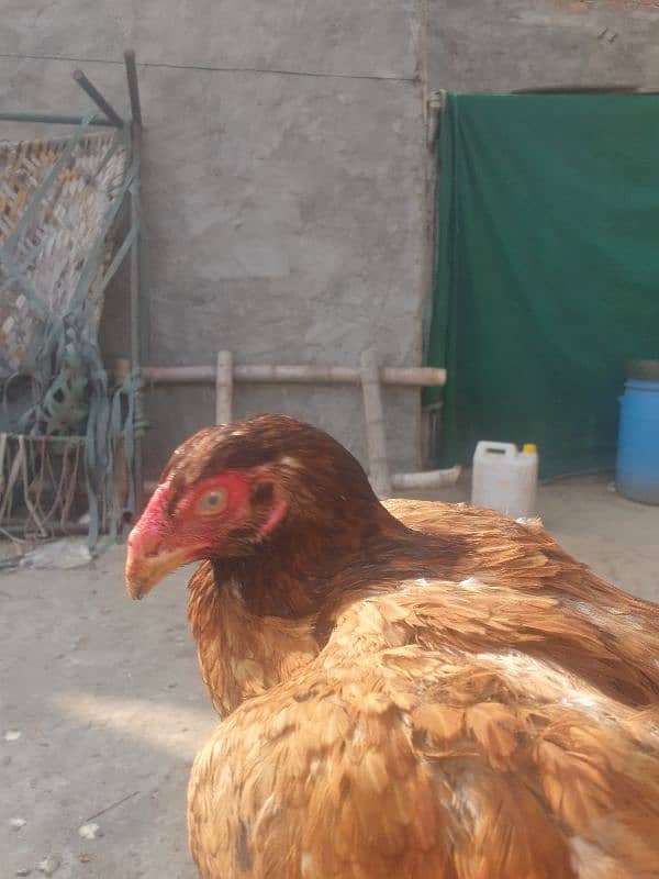 parrot Beak X mianwali aseel Cross 3