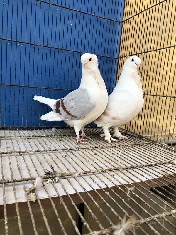 Satinette MASHALLAH unique color breeder pair  5500 1