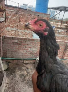 top quality aseel hen available for sale