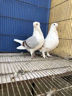 Sentient MASHALLAH unique color breeder pair 5500