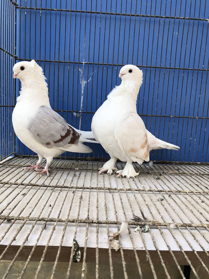 Sentient MASHALLAH unique color breeder pair 5500 1