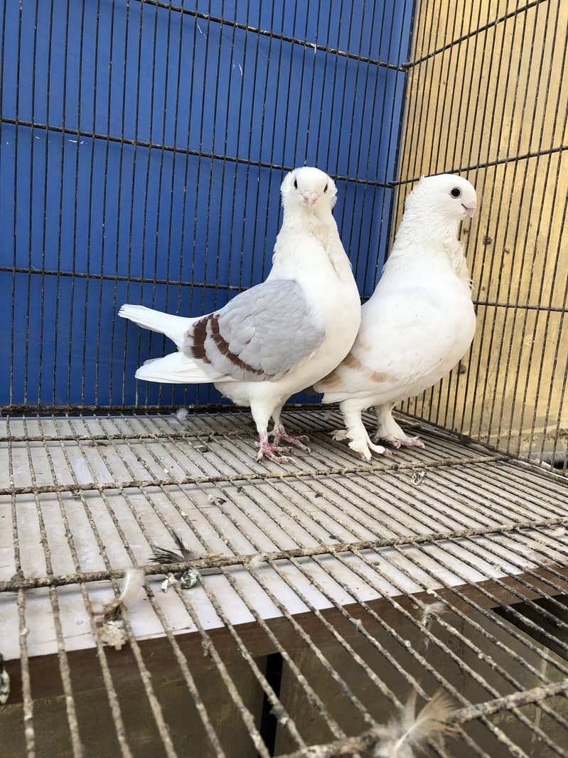 Sentient MASHALLAH unique color breeder pair 5500 2