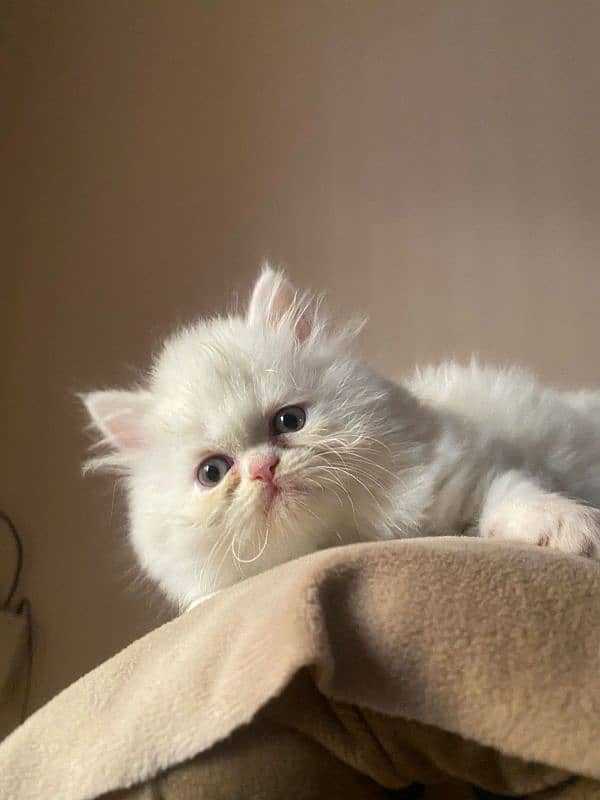 Persian Kitten pair Up for new home 0