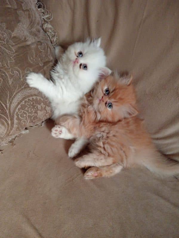 Persian Kitten pair Up for new home 1