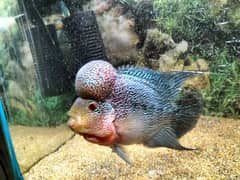 beautiful flowerhorn fish for sale in karachi