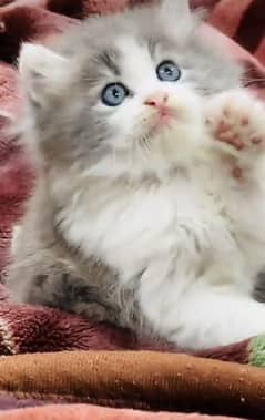 Cat/ Persian/ kittens/ Punch face/ triple coated'/ Blue Eyes/ Baby/