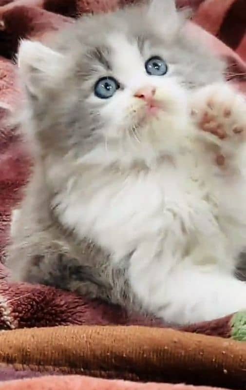 Cat/ Persian/ kittens/ Punch face/ triple coated'/ Blue Eyes/ Baby/ 0