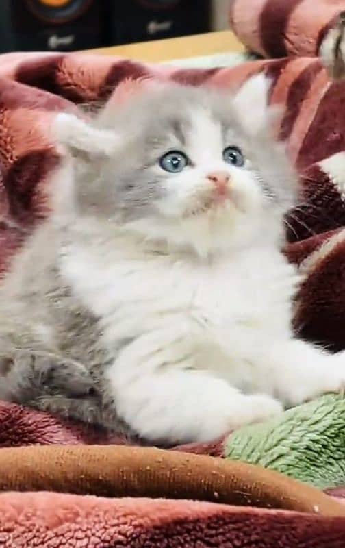 Cat/ Persian/ kittens/ Punch face/ triple coated'/ Blue Eyes/ Baby/ 1