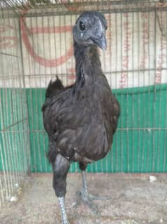 Ayam Cemani