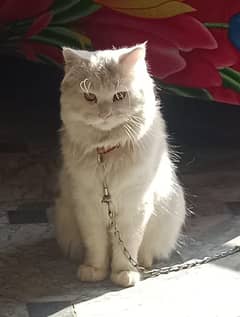 Persian Cat | Fully Trained Persian Cat | Kitten | cat for sale