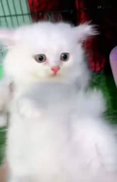 Cat/ Persian/ kittens/ Punch face/ triple coated{/ Blue Eyes/ Baby/