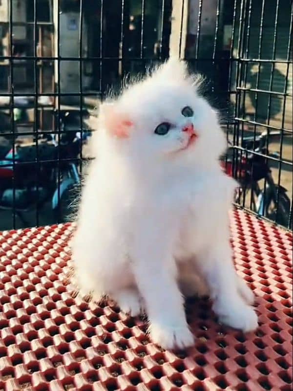 Cat/ Persian/ kittens/ Punch face/ triple coated{/ Blue Eyes/ Baby/ 2