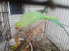 Female Parrot for sale