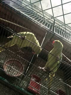 parrots for sale