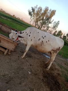 sahiwal jersey cross cow