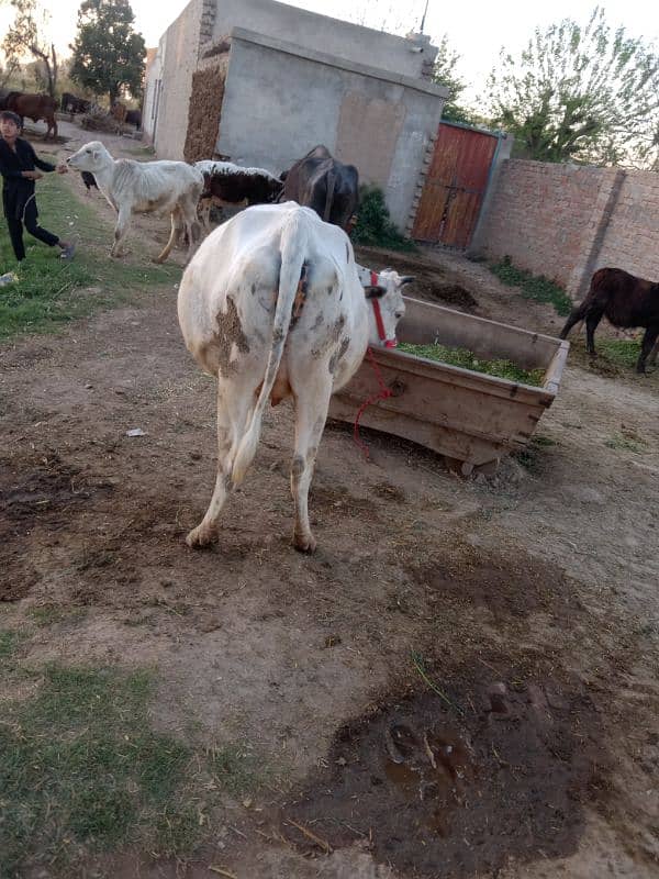 sahiwal jersey cross cow 1