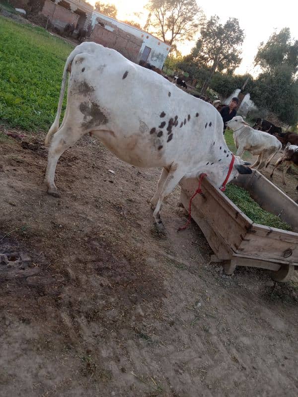 sahiwal jersey cross cow 2