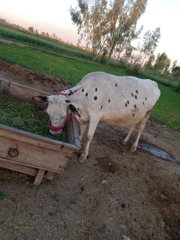 sahiwal jersey cross cow 3