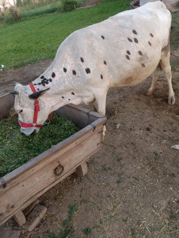 sahiwal jersey cross cow 4