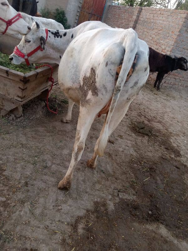 sahiwal jersey cross cow 5