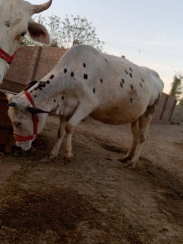 sahiwal jersey cross cow 6