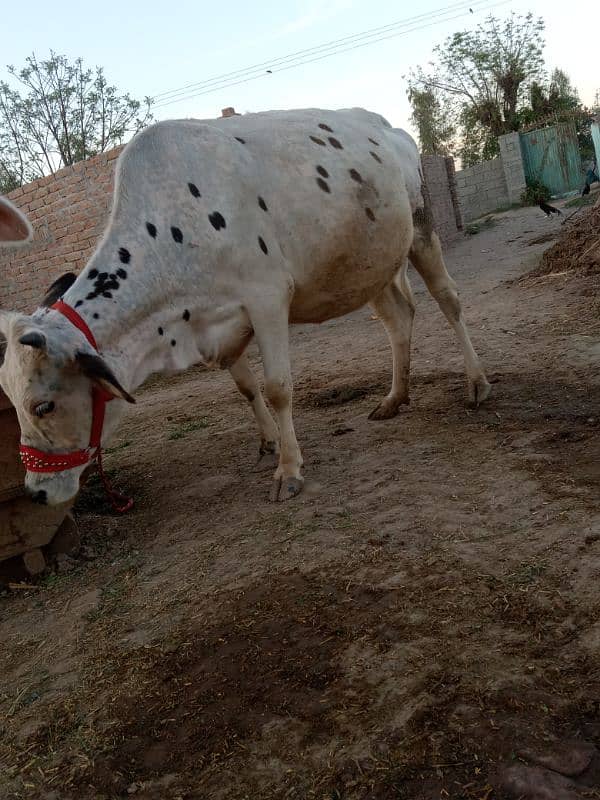 sahiwal jersey cross cow 7