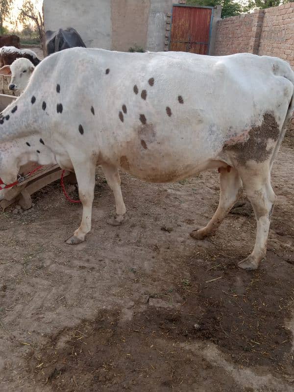 sahiwal jersey cross cow 8