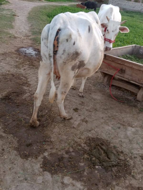 sahiwal jersey cross cow 9